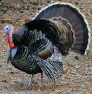 Turkeys aren't native to Maui, but we can't celebrate Thanksgiving without 'em.