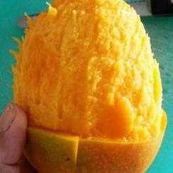 The easiest way to eat a mango - best done wearing as little as possible and close to water to rinse off.